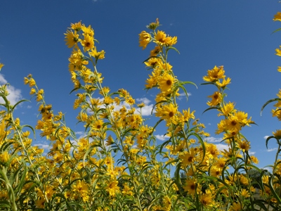 Abiquiu Bloom Blog 2016